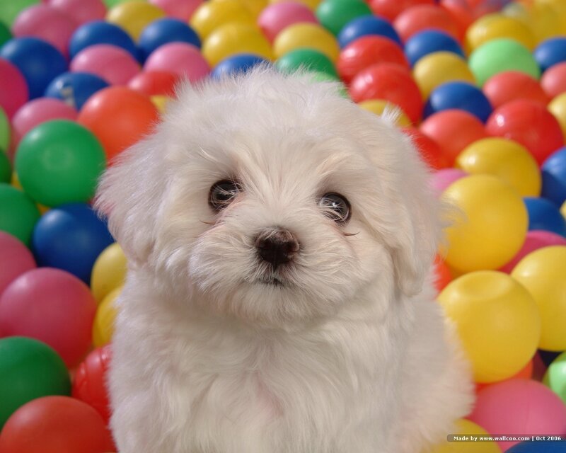 White Puppy in Balls
