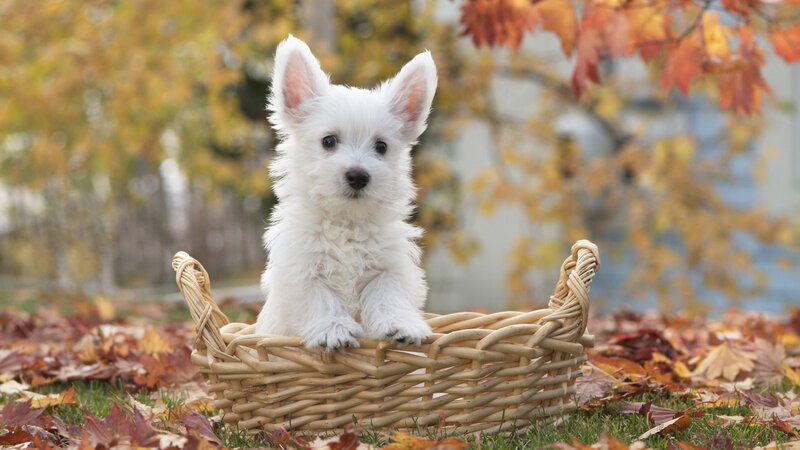 White Puppy in Basket — Calm, Autumn, Photograph, Leaves, Tree