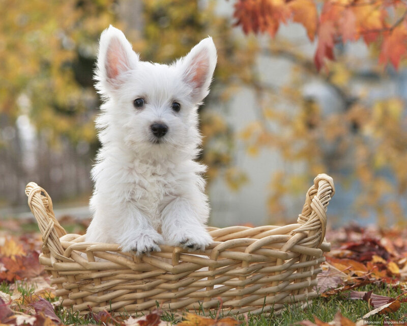 White Puppy in Basket — Calm, Autumn, Photograph