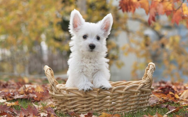 White Puppy in Basket — Calm, Autumn