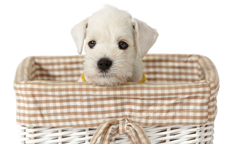 White Puppy in Basket — Calm, Photograph, Collar