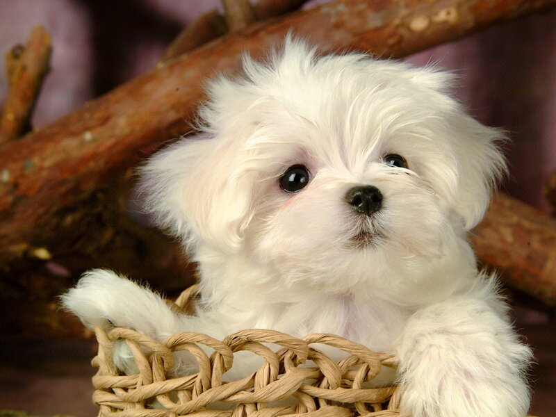 White Puppy in Basket — Calm, Photograph