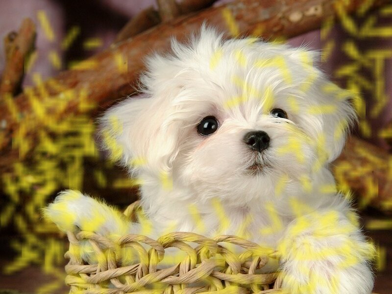 White Puppy in Basket — Calm, Photograph, Yellow Pattern