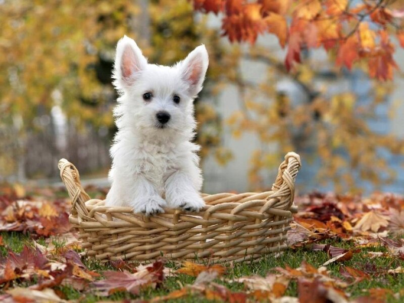 White Puppy in Basket — Calm