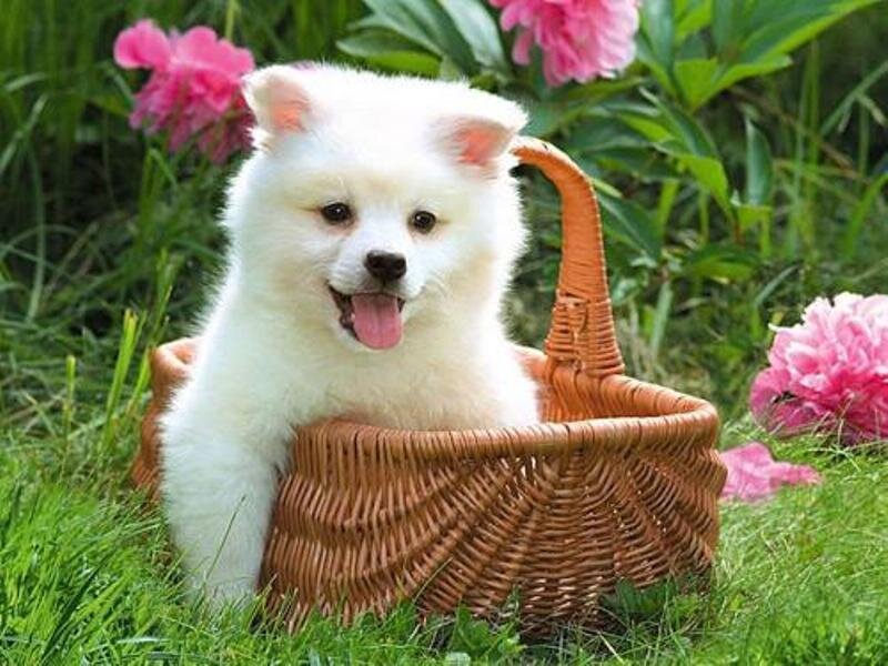 White Puppy in Basket — Green