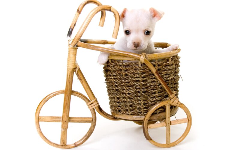 White Puppy in Basket — Innocent