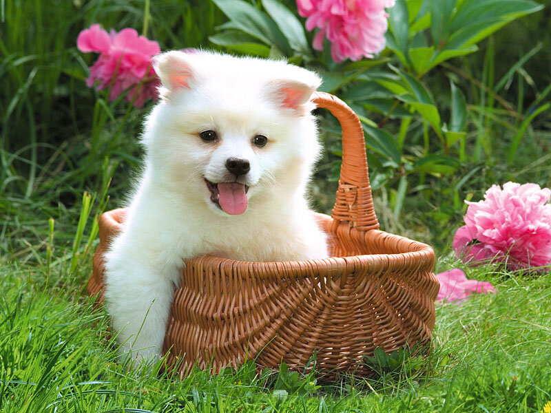 White Puppy in Basket — Peaceful