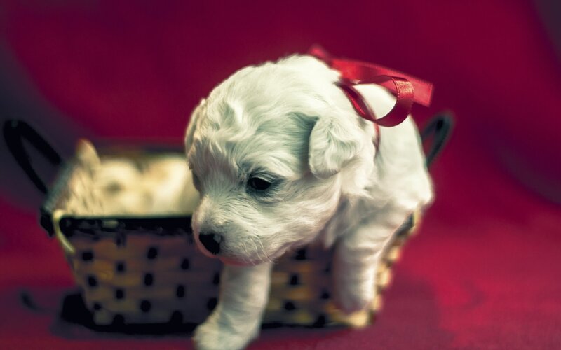 White Puppy in Basket — Red, Calm