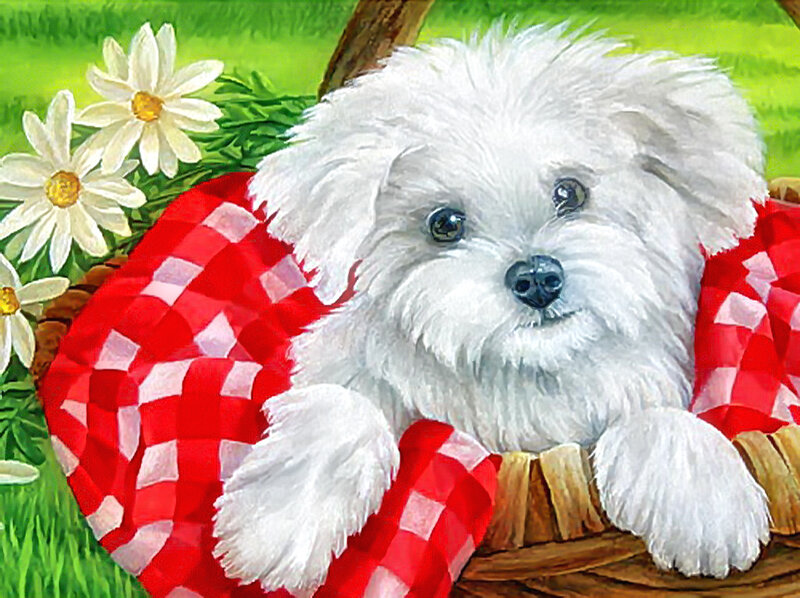 White Puppy in Basket — Red, Peaceful