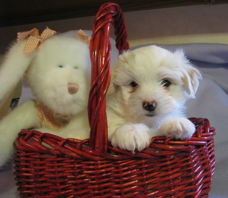 White Puppy in Basket — Red