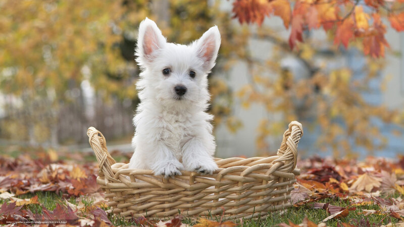 White Puppy in Basket — Serene