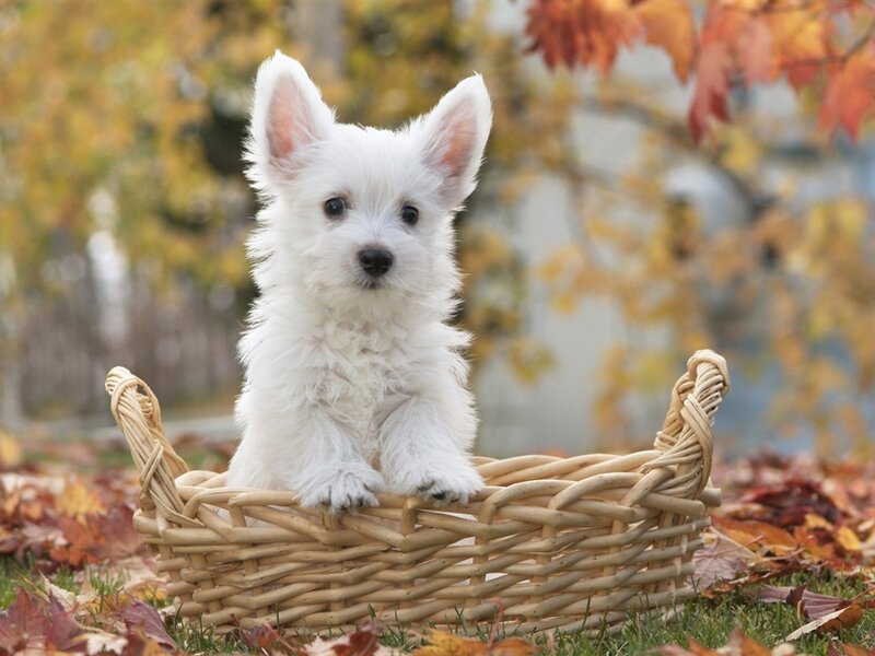 White Puppy in Basket