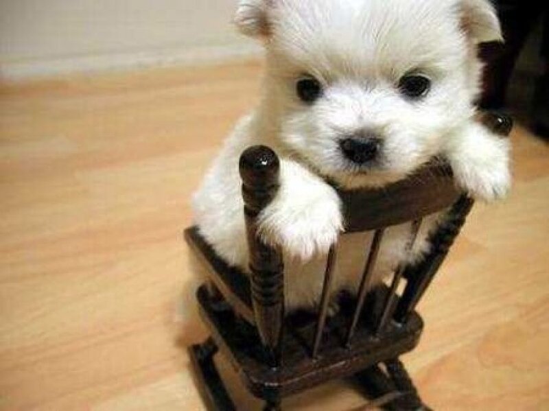 White Puppy in Chair