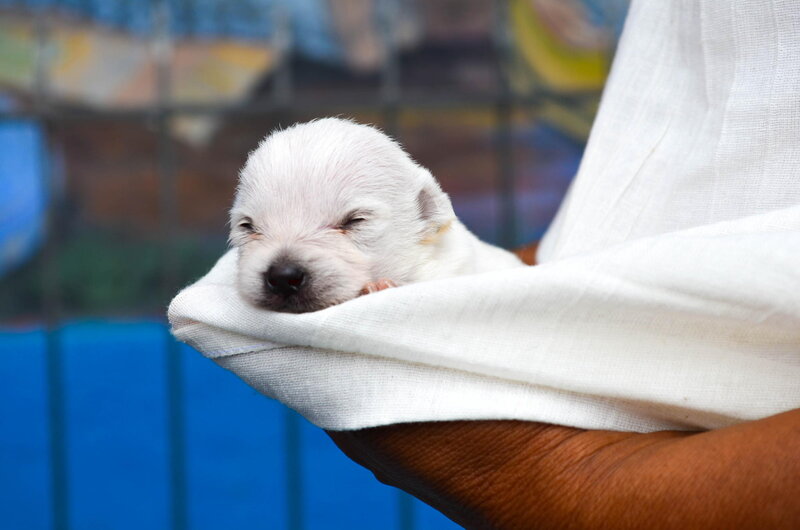 White Puppy in Cloth