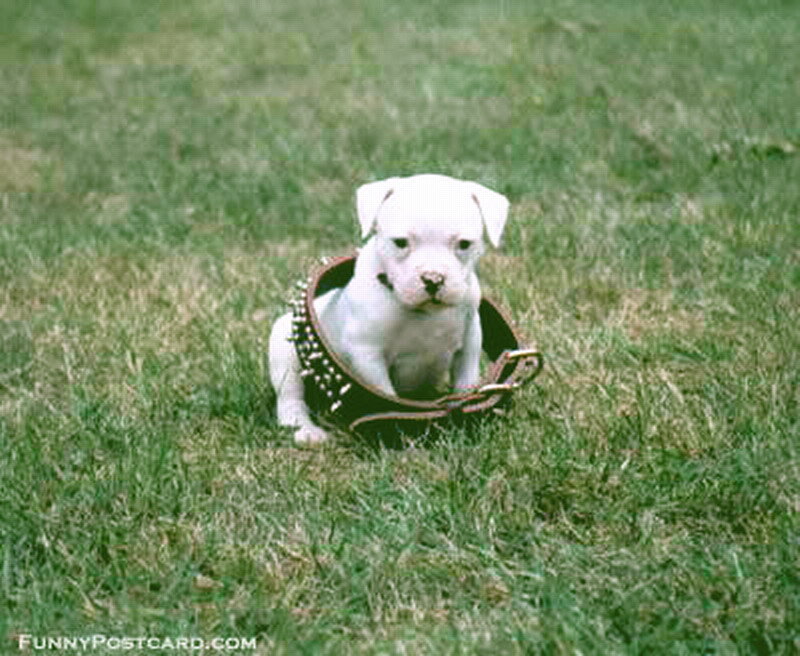 White Puppy in Collar