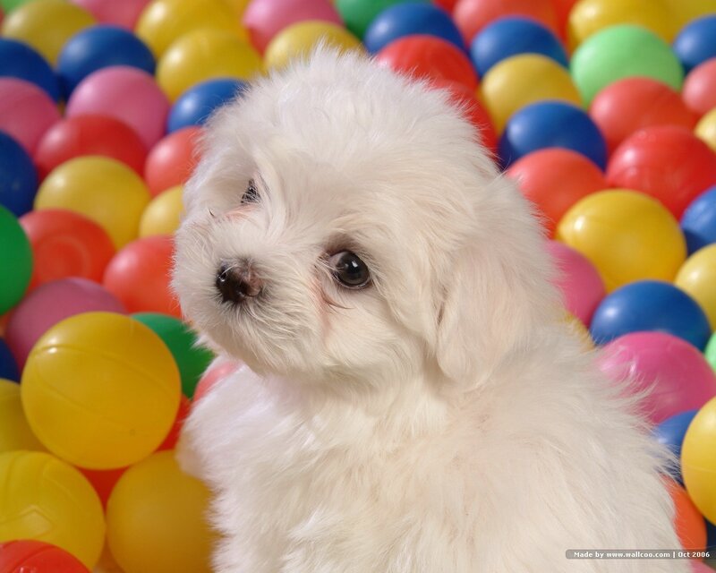 White puppy in colorful balls