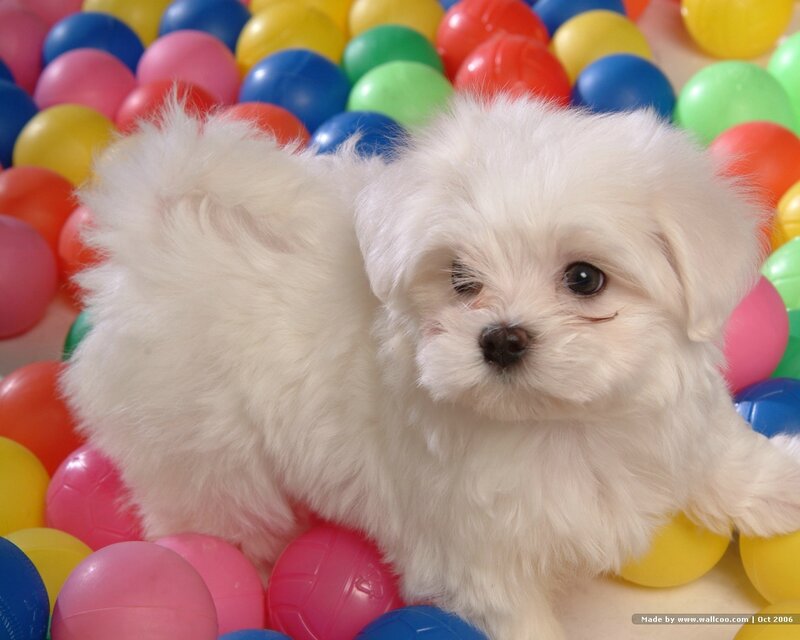 White puppy in colorful balls