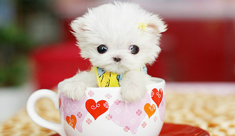 White Puppy in Cup — Cute