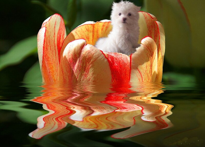 White Puppy in Flower