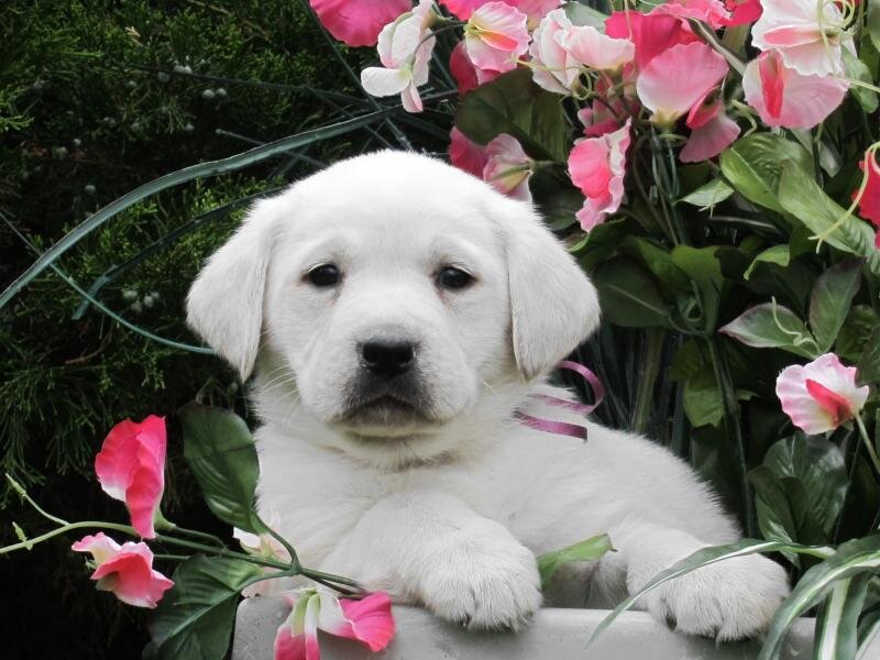 White Puppy in Flowers — Calm, Photograph