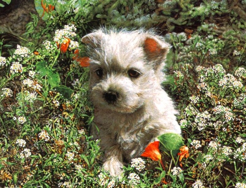 White Puppy in Flowers — Calm, Spring