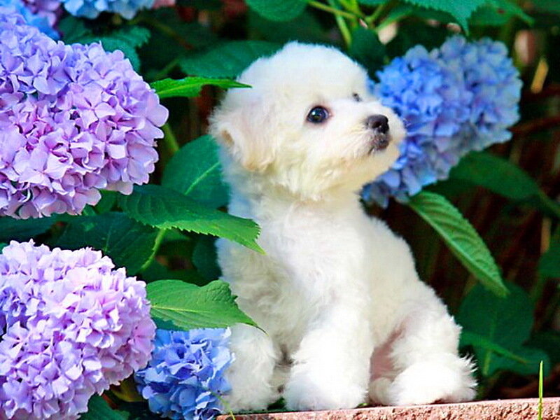 White Puppy in Flowers — Calm