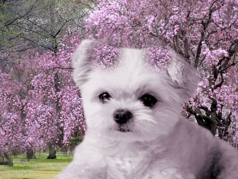 White Puppy in Flowers — Pink
