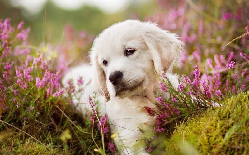 White Puppy in Flowers — Serene