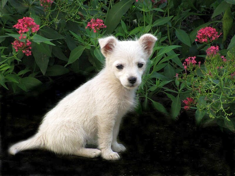 White Puppy in Flowers