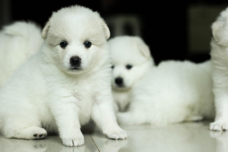 White Puppy in Foreground