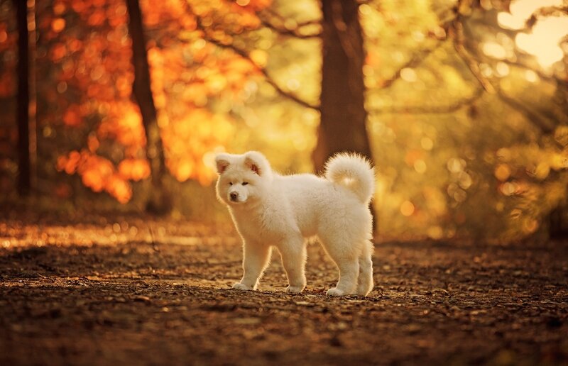 White Puppy in Forest