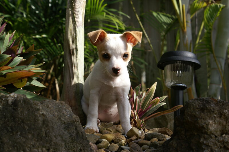 White Puppy in Garden