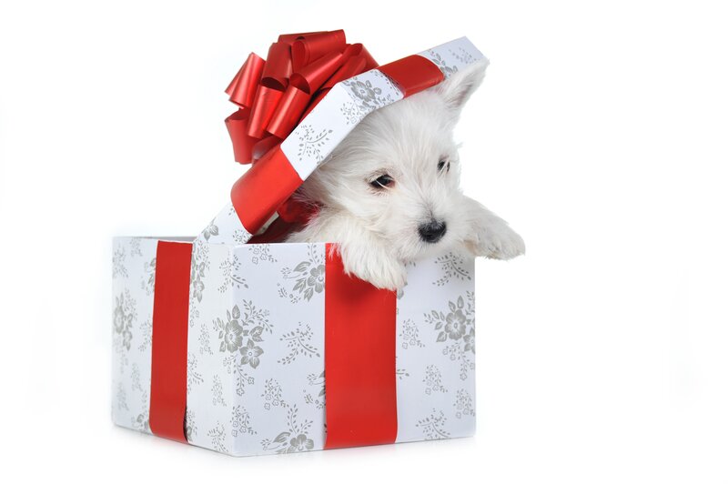 White Puppy in Gift Box — Playful