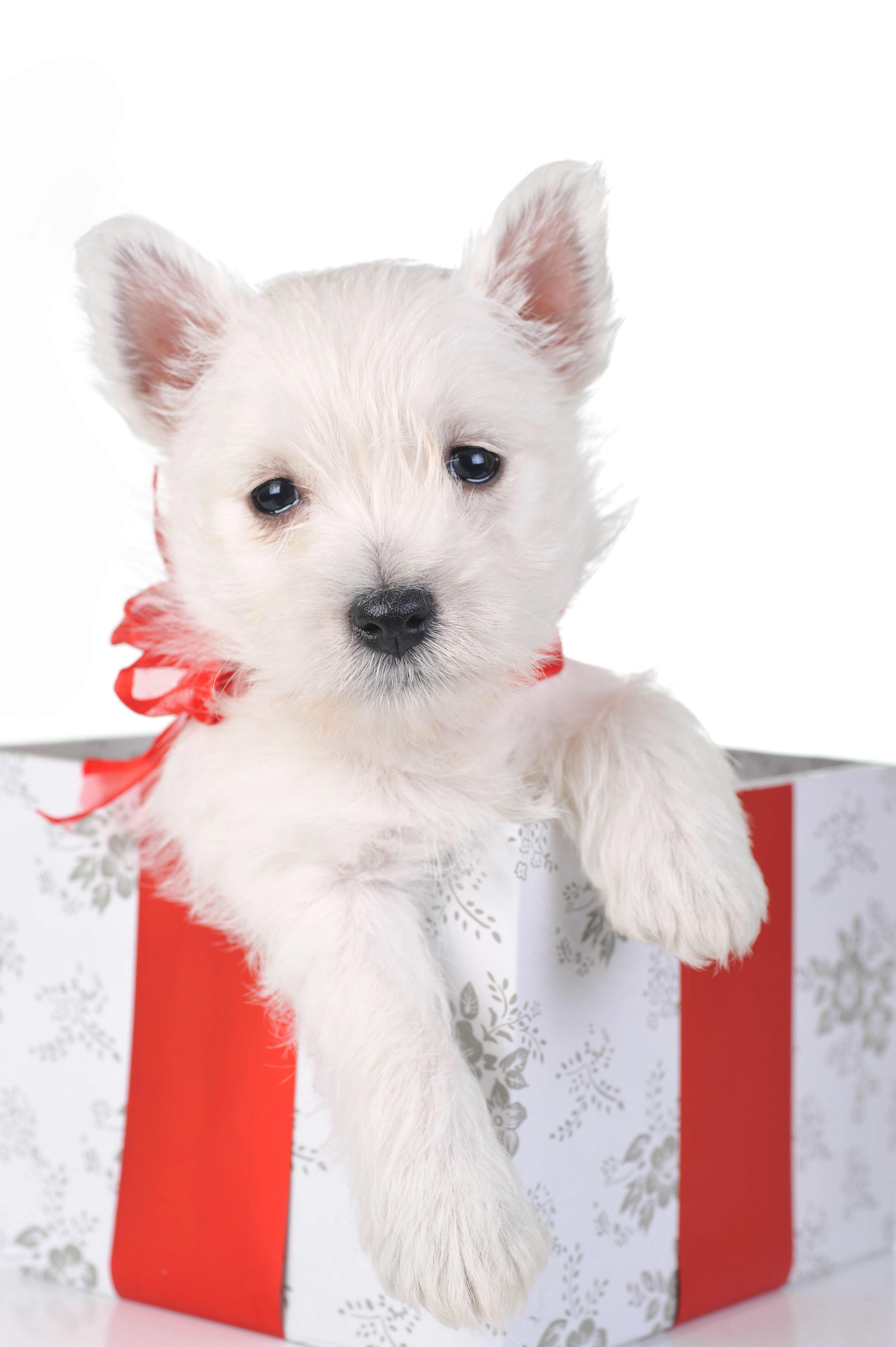 white puppy in gift box