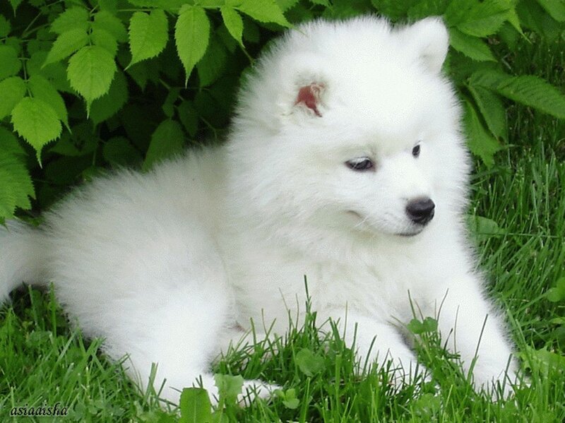 white puppy in grass