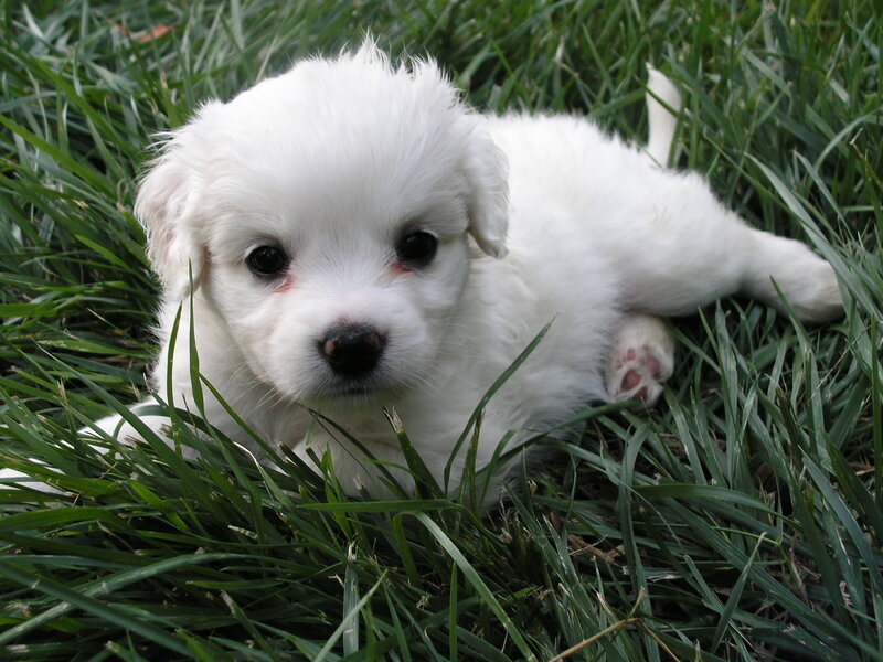White Puppy in Grass — Calm, Afternoon, Photograph, Green