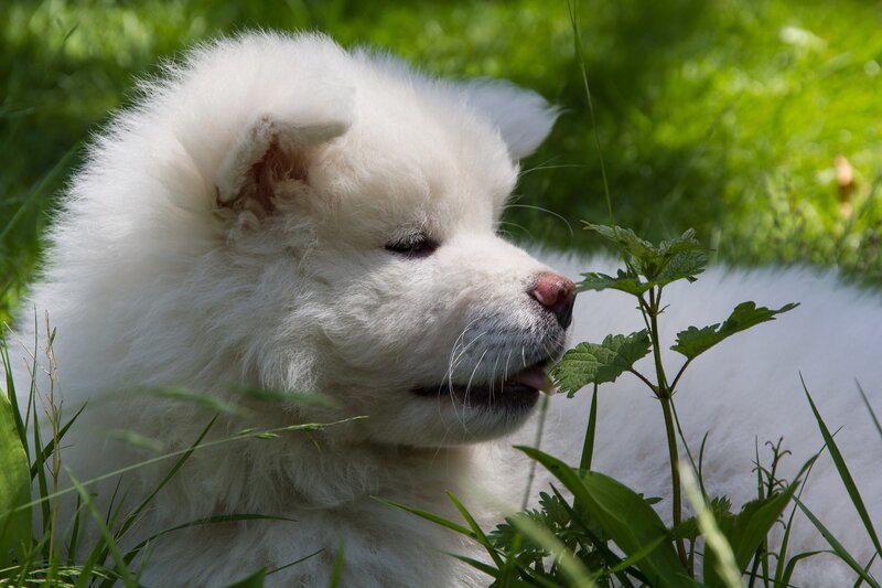 White Puppy in Grass — Calm, Afternoon, Photograph, Plant