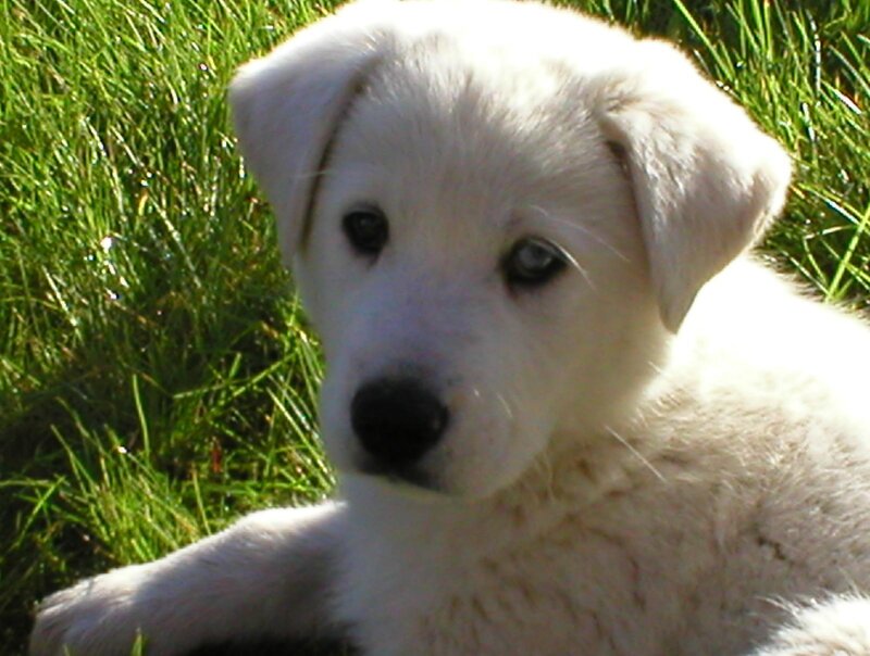 White Puppy in Grass — Calm, Afternoon