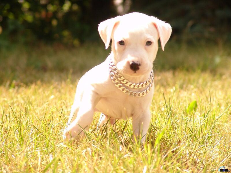 White Puppy in Grass — Calm