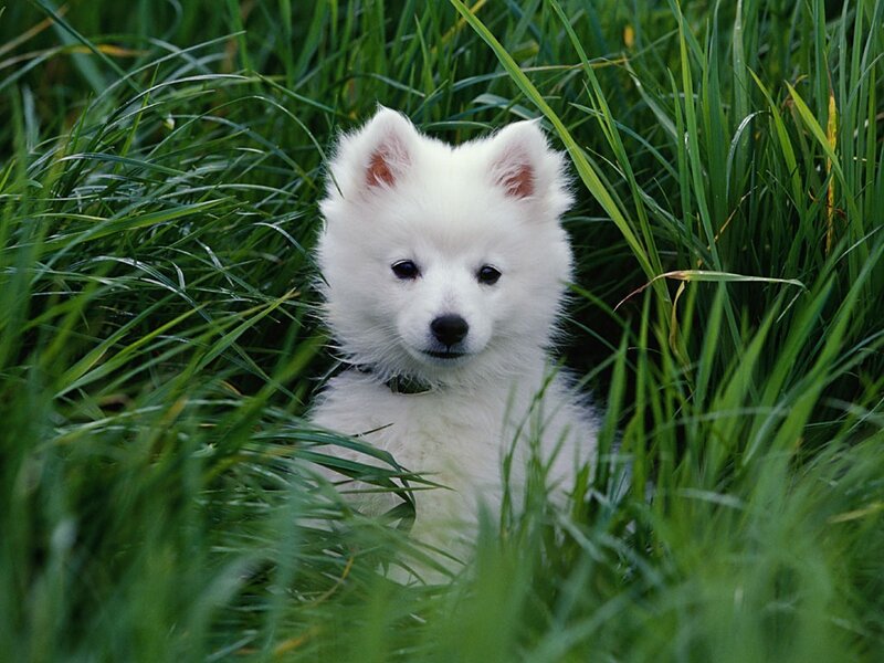 White Puppy in Grass — Green, Calm, Afternoon, Photograph