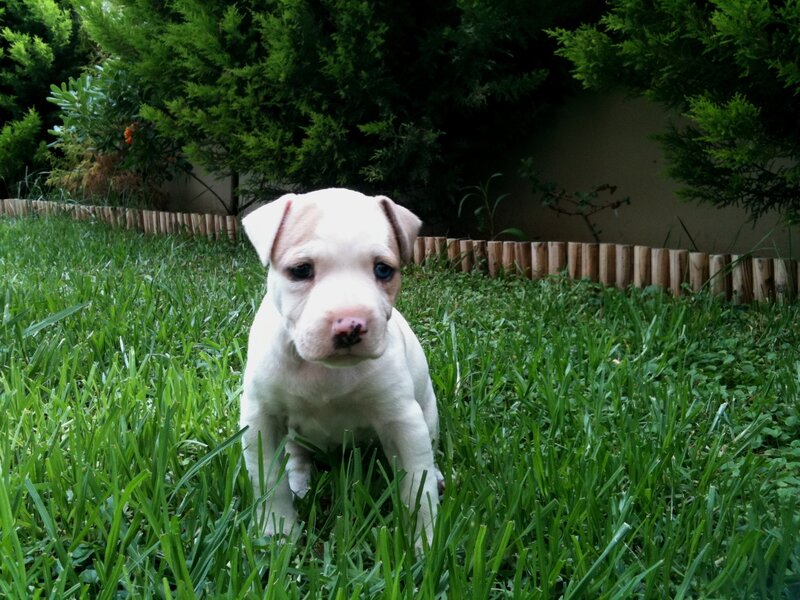 White Puppy in Grass — Green, Calm, Afternoon