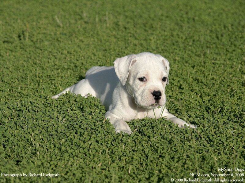White Puppy in Grass — Green, Calm