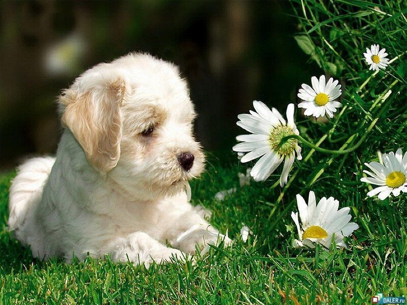 White Puppy in Grass — Green, Peaceful, Afternoon