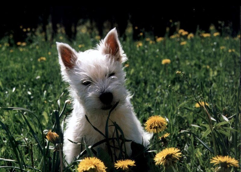 White Puppy in Grass — Green, Peaceful