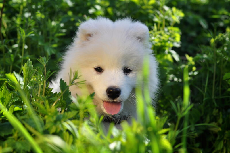 White Puppy in Grass — Green, Playful