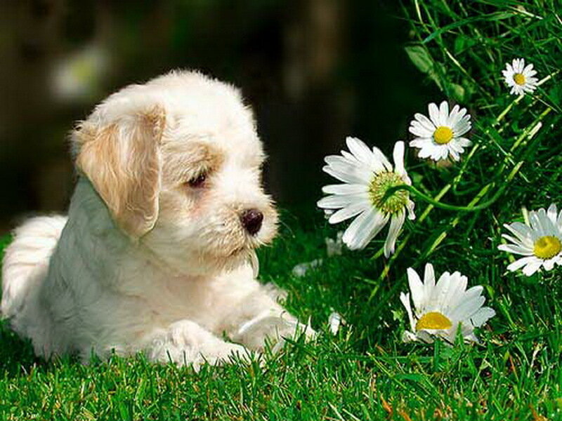 White Puppy in Grass — Green, Serene