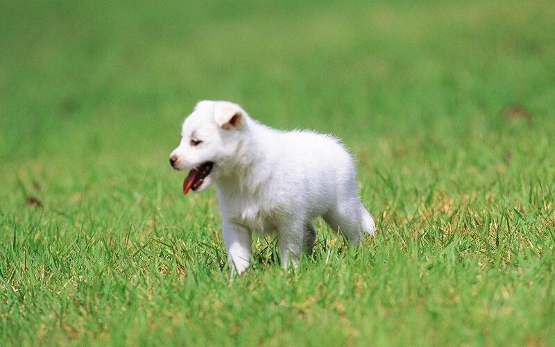 White Puppy in Grass — Green