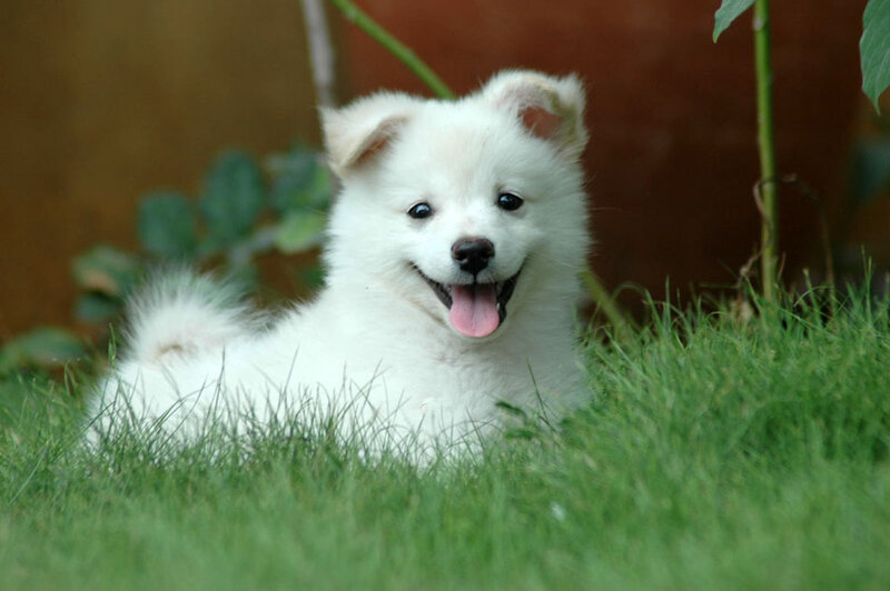 White Puppy in Grass — Playful