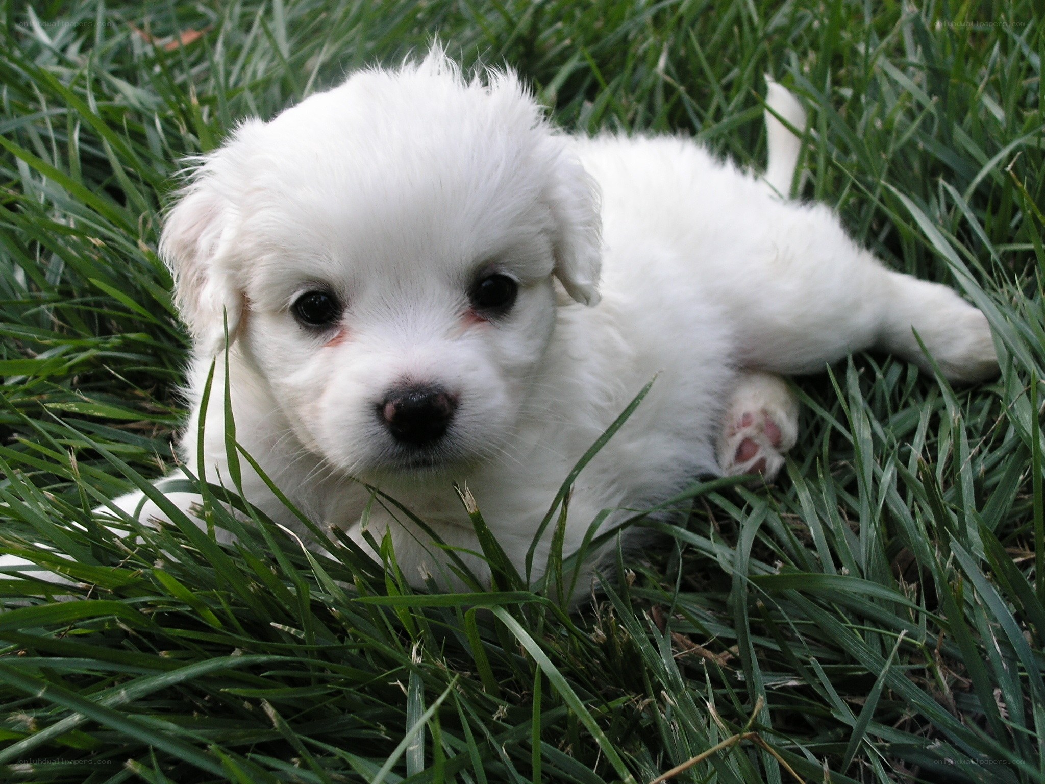 White puppy in grass
