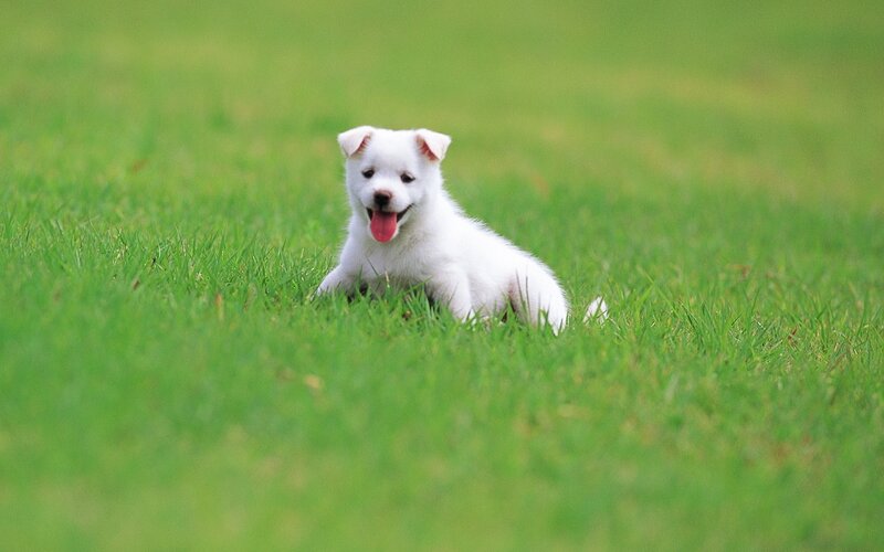White puppy in green grass